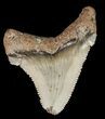 Fossil Angustidens Shark Tooth - Megalodon Ancestor #46840-1